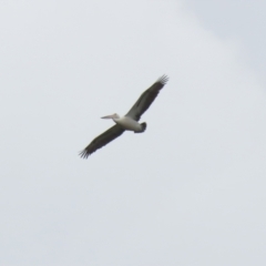 Pelecanus conspicillatus at Greenway, ACT - 30 Nov 2021