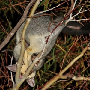 Trichosurus vulpecula at Macarthur, ACT - 30 Nov 2021 01:40 AM