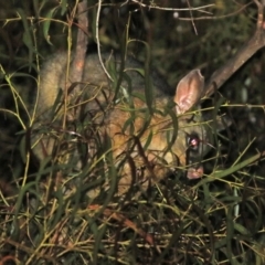 Trichosurus vulpecula at Macarthur, ACT - 30 Nov 2021 01:40 AM