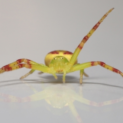 Lehtinelagia sp. (genus) (Flower Spider or Crab Spider) at Evatt, ACT - 30 Nov 2021 by TimL