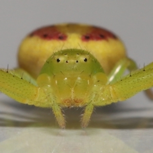 Lehtinelagia sp. (genus) at Evatt, ACT - 30 Nov 2021