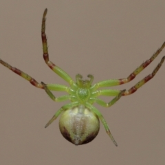 Lehtinelagia sp. (genus) at Evatt, ACT - 30 Nov 2021