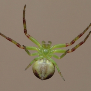 Lehtinelagia sp. (genus) at Evatt, ACT - 30 Nov 2021