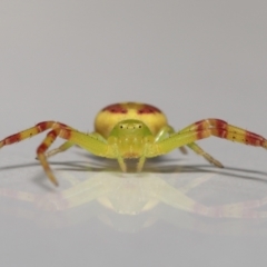 Lehtinelagia sp. (genus) at Evatt, ACT - 30 Nov 2021