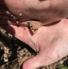 Argynnina cyrila (Forest Brown, Cyril's Brown) at Cotter River, ACT - 29 Nov 2021 by BrianH