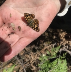 Argynnina cyrila at Cotter River, ACT - 29 Nov 2021 12:51 PM