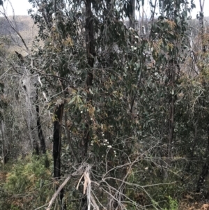 Eucalyptus sp. at Cotter River, ACT - 29 Nov 2021