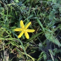 Hypoxis hygrometrica (Golden Weather-grass) at Paddys River, ACT - 29 Nov 2021 by BrianH