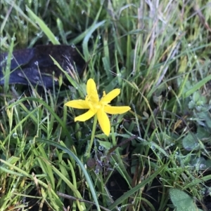 Hypoxis hygrometrica at Paddys River, ACT - 30 Nov 2021 08:23 AM