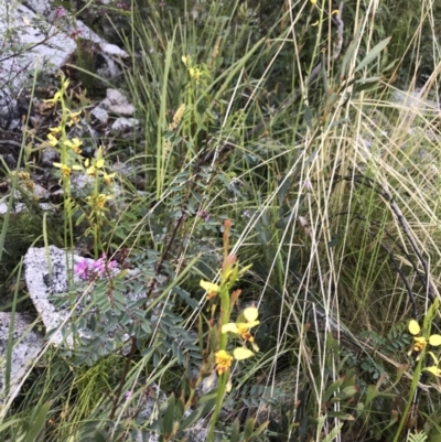 Diuris sulphurea (Tiger Orchid) at Tennent, ACT - 29 Nov 2021 by BrianH