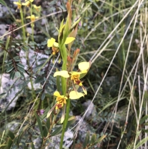 Diuris sulphurea at Tennent, ACT - 30 Nov 2021