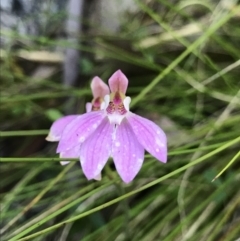 Caladenia carnea (Pink Fingers) at Tennent, ACT - 30 Nov 2021 by BrianH