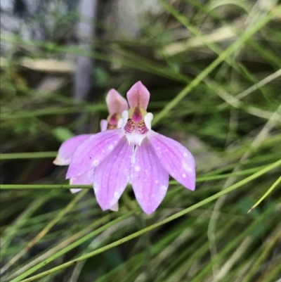 Caladenia carnea (Pink Fingers) at Tennent, ACT - 30 Nov 2021 by BrianH
