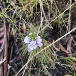 Euphrasia collina subsp. paludosa at Cotter River, ACT - 30 Nov 2021 08:41 AM