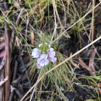 Euphrasia collina subsp. paludosa at Cotter River, ACT - 29 Nov 2021 by BrianH