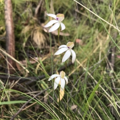 Caladenia moschata (Musky Caps) at Cotter River, ACT - 30 Nov 2021 by BrianH
