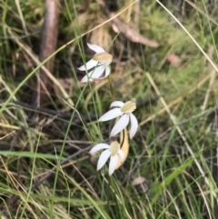 Caladenia moschata at Cotter River, ACT - suppressed