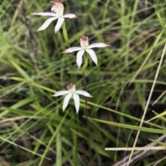 Caladenia moschata (Musky Caps) at Cotter River, ACT - 30 Nov 2021 by BrianH