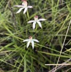 Caladenia moschata (Musky Caps) at Cotter River, ACT - 29 Nov 2021 by BrianH