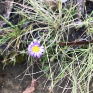 Calotis scabiosifolia var. integrifolia at Cotter River, ACT - 30 Nov 2021