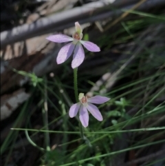 Caladenia carnea (Pink Fingers) at Cotter River, ACT - 30 Nov 2021 by BrianH