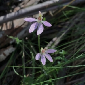 Caladenia carnea at Cotter River, ACT - 30 Nov 2021