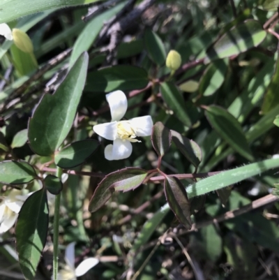 Clematis sp. (Old Man's Beard) at Tennent, ACT - 29 Nov 2021 by BrianH