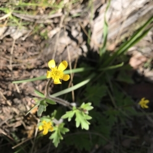 Ranunculus lappaceus at Tennent, ACT - 30 Nov 2021