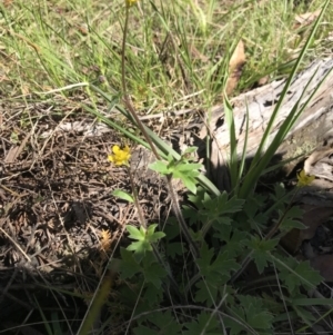 Ranunculus lappaceus at Tennent, ACT - 30 Nov 2021