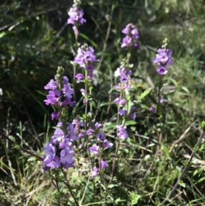 Euphrasia collina at Cotter River, ACT - 30 Nov 2021