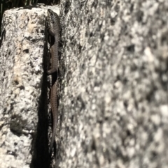 Egernia saxatilis (Black Rock Skink) at Cotter River, ACT - 29 Nov 2021 by BrianH