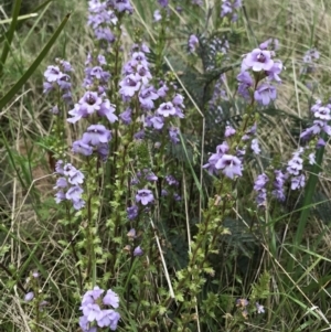 Euphrasia collina at Cotter River, ACT - 30 Nov 2021 10:37 AM