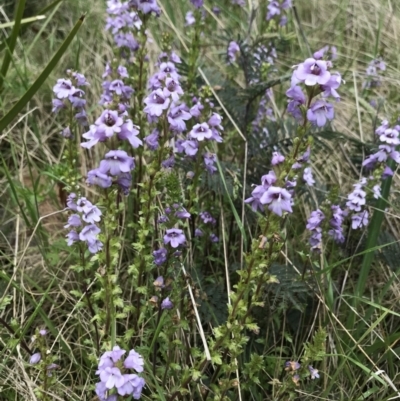 Euphrasia collina (Purple Eye-bright) at Cotter River, ACT - 29 Nov 2021 by BrianH