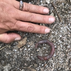 Oligochaeta (class) (Unidentified earthworm) at Cotter River, ACT - 29 Nov 2021 by BrianH