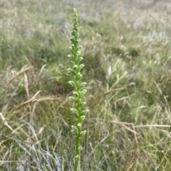 Microtis sp. (Onion Orchid) at Stromlo, ACT - 30 Nov 2021 by Riko