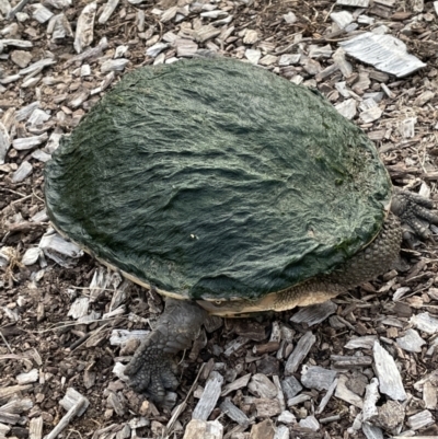 Chelodina longicollis (Eastern Long-necked Turtle) at Dickson Wetland Corridor - 30 Nov 2021 by JaneR