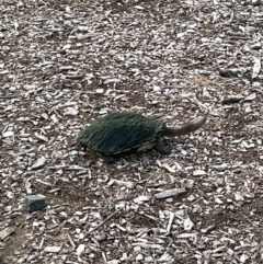 Chelodina longicollis at Dickson, ACT - 30 Nov 2021