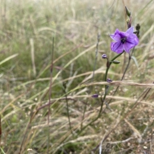 Arthropodium fimbriatum at Stromlo, ACT - 30 Nov 2021