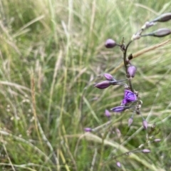 Arthropodium fimbriatum at Stromlo, ACT - 30 Nov 2021