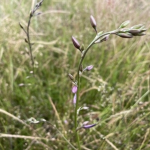 Arthropodium fimbriatum at Stromlo, ACT - 30 Nov 2021