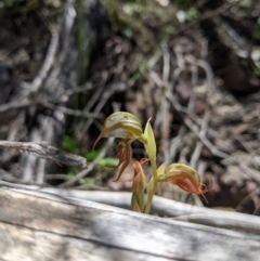 Oligochaetochilus hamatus (Southern Hooked Rustyhood) at Molonglo River Reserve - 30 Nov 2021 by Riko