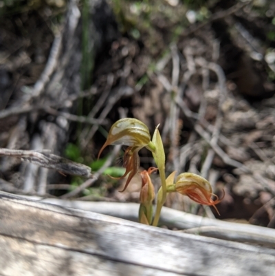 Oligochaetochilus hamatus (Southern Hooked Rustyhood) at Stromlo, ACT - 30 Nov 2021 by Riko