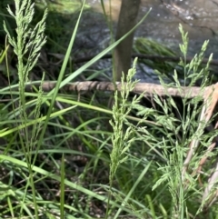 Poa helmsii (Broad-leaved Snow Grass) at Lower Cotter Catchment - 29 Nov 2021 by JaneR