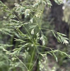 Poa helmsii at Cotter River, ACT - 29 Nov 2021