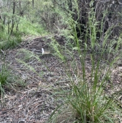 Poa helmsii at Cotter River, ACT - 29 Nov 2021