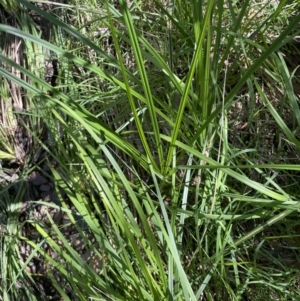 Poa helmsii at Cotter River, ACT - 29 Nov 2021