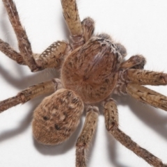 Neosparassus calligaster (Beautiful Badge Huntsman) at Evatt, ACT - 30 Nov 2021 by TimL