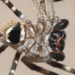 Neosparassus calligaster at Evatt, ACT - 30 Nov 2021