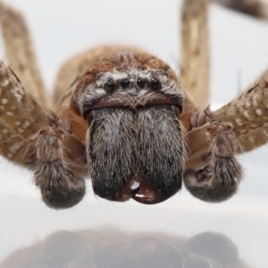 Neosparassus calligaster at Evatt, ACT - 30 Nov 2021