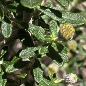 Olearia phlogopappa subsp. serrata at Namadgi National Park - 29 Nov 2021